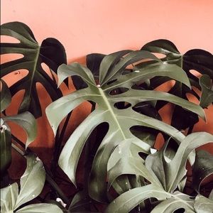 Meet your Posher, Belen